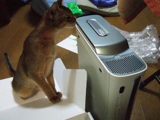 Illustration for article titled Cats Are Very Serious about Video Games